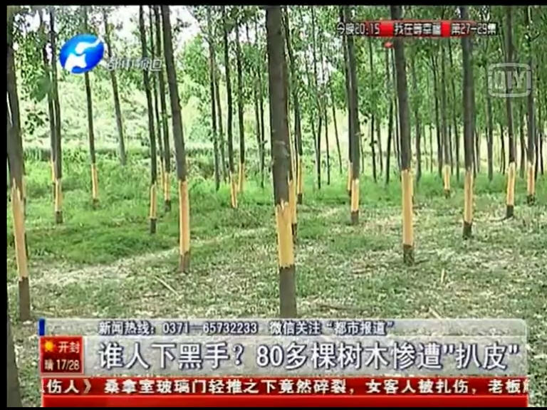 80多棵樹被“扒皮” 誰痛下黑手？