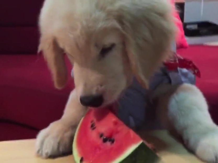 超萌金毛啃西瓜！夏天來(lái)了汪星人也要消暑??！