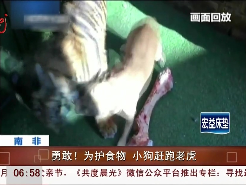 勇敢！為護(hù)食物 小狗趕跑老虎