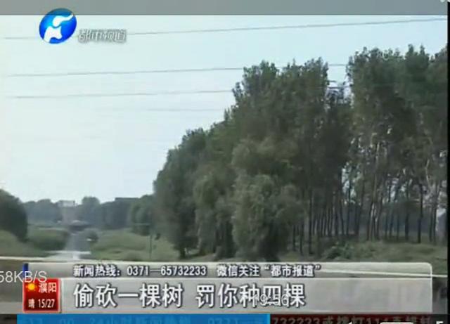 砍自己的樹(shù) 哥倆被逮了