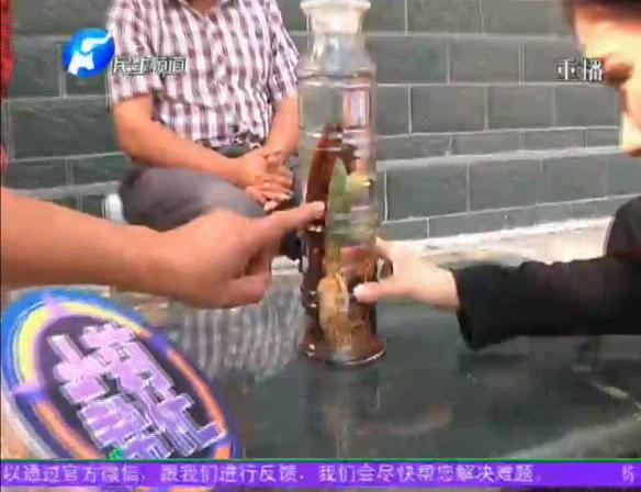 神奇！泡酒人參發(fā)芽長樹葉