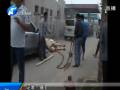 奶牛受驚見(jiàn)人就撞 民警手槍擊斃
