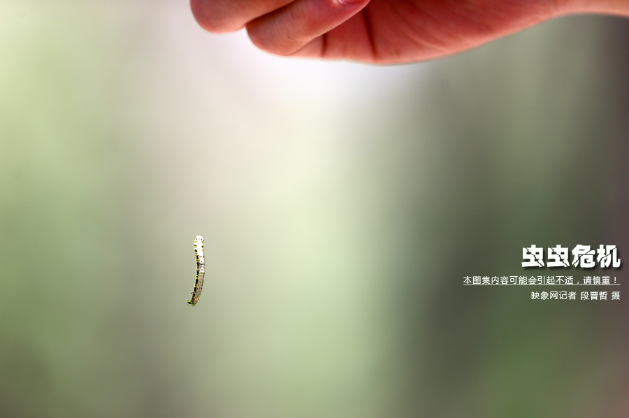 當(dāng)小蟲(chóng)子從樹(shù)上垂絲而下懸在半空中時(shí)，給路上的行人帶來(lái)諸多不便