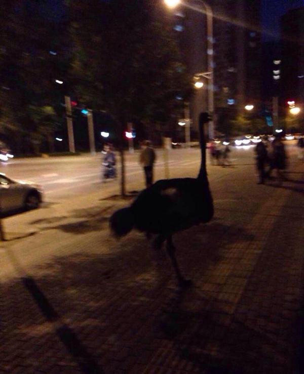 北京4只鴕鳥(niǎo)上街"遛彎" 狂奔速度超汽車 北京4只鴕鳥(niǎo)上街"遛彎" 狂奔速度超汽車