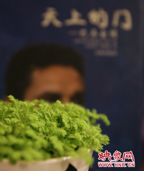 書(shū)架上精心布置的綠色植物。