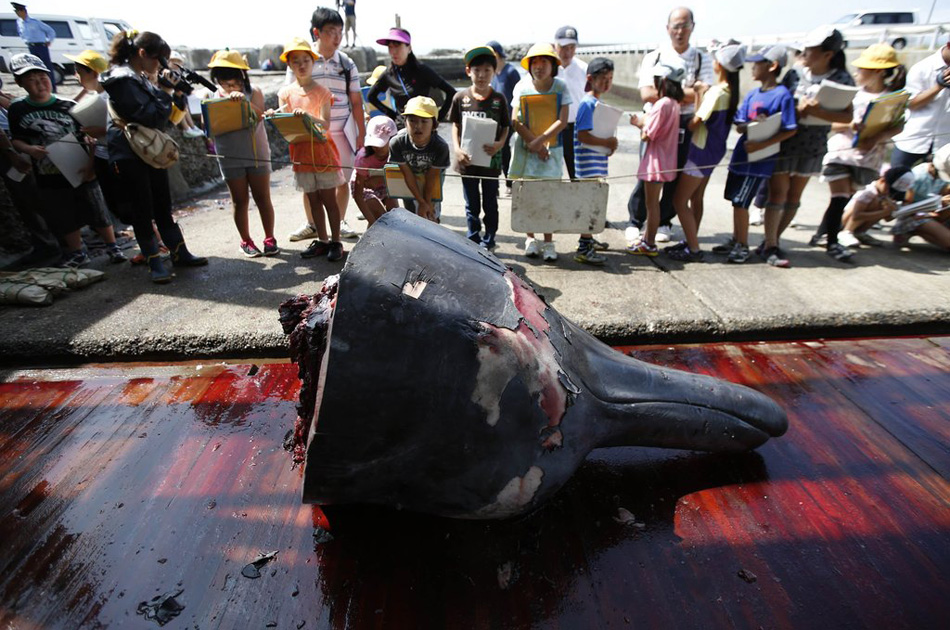 日本屠鯨廠邀學(xué)生觀宰殺過(guò)程