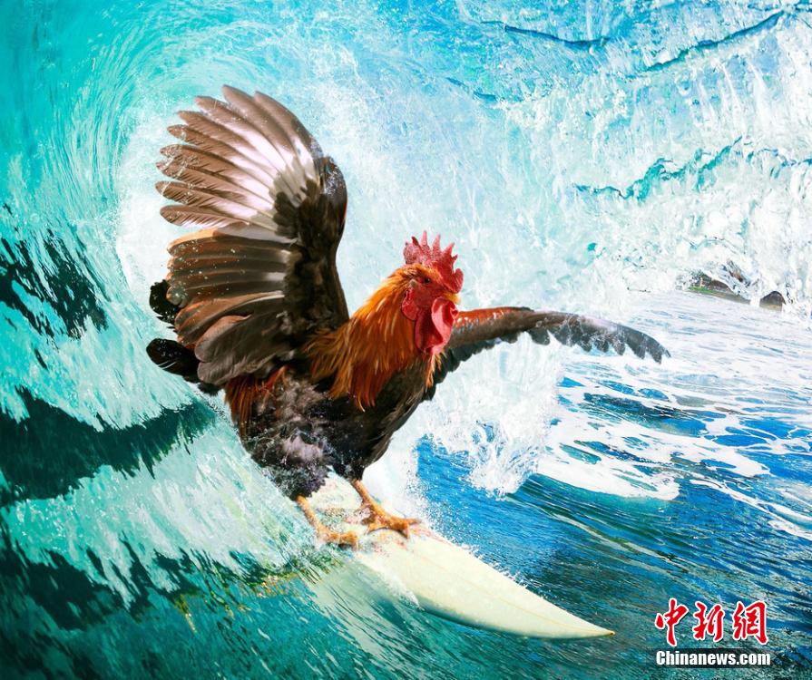 有趣！英國一公司推出公雞日歷